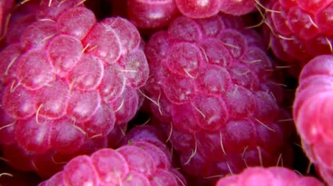 Raspberry in a hand of the person, large and average plans, zoom out Stock Footage 10686128
