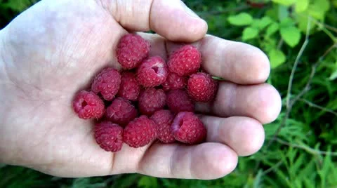 Raspberry in a hand of the person, large and average plans, zoom in Stock-Footage 10687171