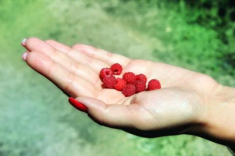 Raspberry in Hand Stock Photos