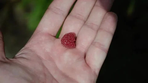 Raspberry in the hand in the sun and in the shade Stock Footage 205741419