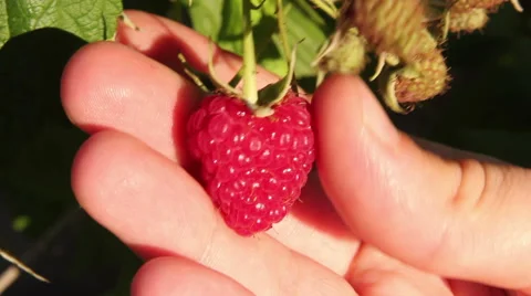Raspberry Hand Touch 2 Stock Footage 41730413