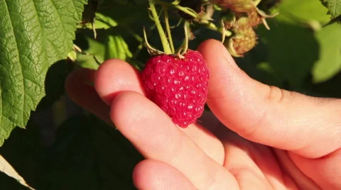 Raspberry Hand Touch Stock Footage 41730294