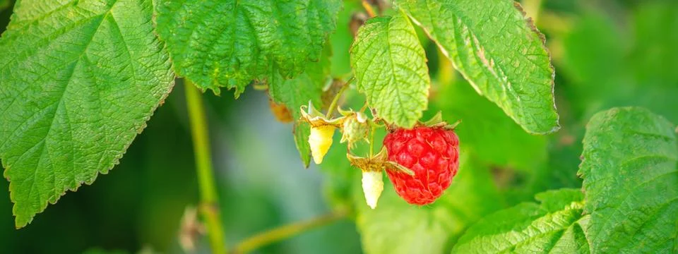 Raspberry hangs on a branch. Stock Photos