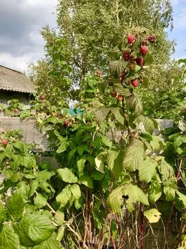 Raspberry Harvest in the Field Stock Photos
