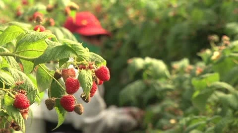 Raspberry harvest 스톡 동영상 12228533