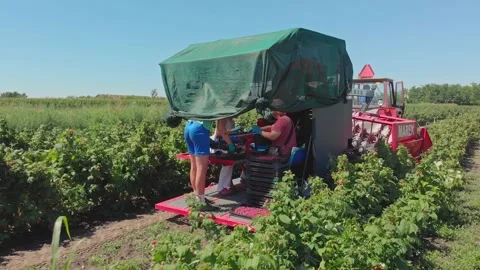 Raspberry harvest Stock Footage 171565088