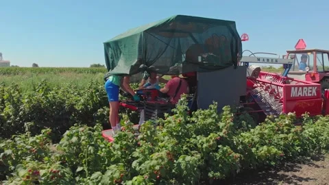 Raspberry harvest Stock Footage 171565163