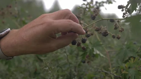 Raspberry Harvest Stock Footage 253040974