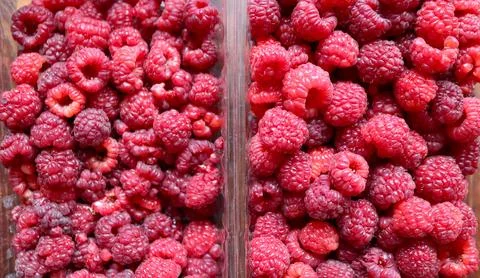 Raspberry harvest in transparent boxes Stock Photos
