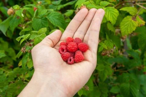 Raspberry in the human hand Stock Photos