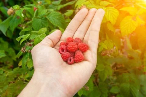 Raspberry in the human hand Stock Photos