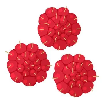 Raspberry icon isometric vector. Freshly harvested ripe bright raspberry icon Illustrazione stock