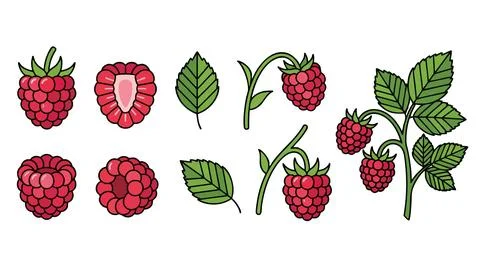 Raspberry Icons Set Whole Half Berry Branch Leaf Stock Illustration