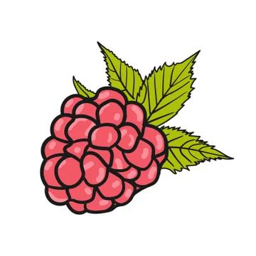 Raspberry illumination, the work is done in vector Stockillustratie