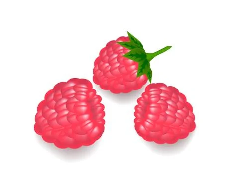 Raspberry Illustrazione stock