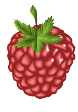 Raspberry Stock Illustration