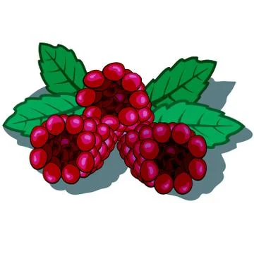 Raspberry Illustrazione stock