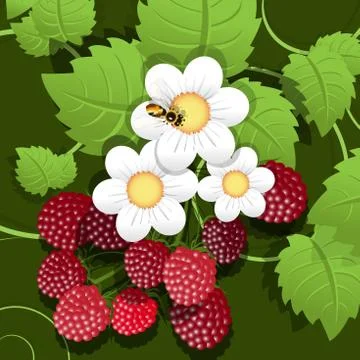 Raspberry Stock Illustration