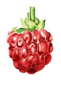 Raspberry Stock Illustration
