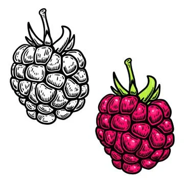 Raspberry illustration in engraving style on white background. Design element Stock Illustration