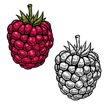 Raspberry illustration in engraving style on white background. For logo, labe Stock Illustration