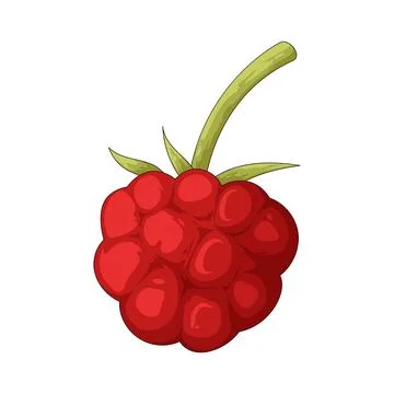 Raspberry illustration Stock Illustration