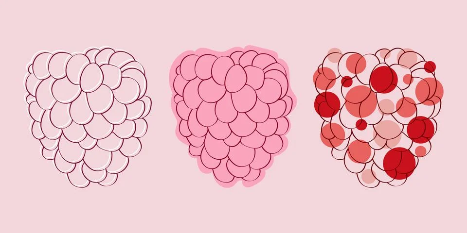 Raspberry illustration stages Illustrazione stock