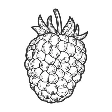 Raspberry, isolated berry. Scratch board imitation. Engraving vector Stock Illustration