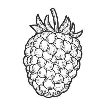 Raspberry, isolated berry. Scratch board imitation. Engraving raster Stock Illustration