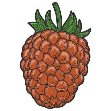Raspberry, isolated berry. Scratch board imitation. Engraving vector Stock Illustration