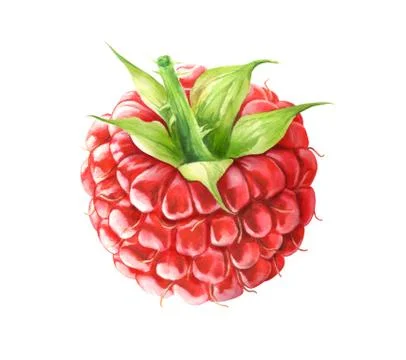 Raspberry isolated on white background. Hand drawn watercolor illustration. Stock Illustration