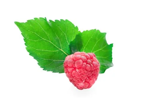 Raspberry isolated on white background Stock Photos