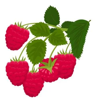 Raspberry isolated on white background. Raspberries. Forest berry. Vector Stock Illustration
