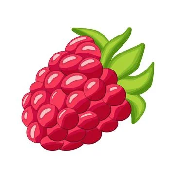 Raspberry isolated on white background. Raspberry. Wild berry. Stock Illustration