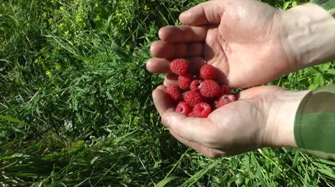 Raspberry it is cheerful Stock Footage 8562193