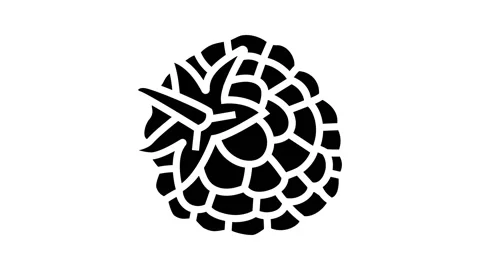 Raspberry leaf berry glyph icon animation Stock Footage 224874165