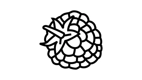 Raspberry leaf berry line icon animation Stock Footage 224913911