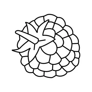Raspberry leaf berry line icon vector illustration Stock Illustration