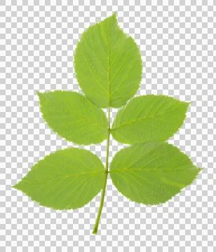Raspberry leaf. branches with leaves on transparent, png. organic natural h.. Stock Photos