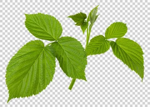 Raspberry leaf. branches with leaves on transparent, png. organic natural h.. 스톡 사진