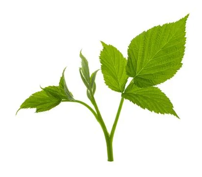 Raspberry leaf. branches with leaves on transparent, png. organic natural h.. 스톡 사진