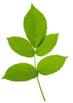 Raspberry leaf. branches with leaves on transparent, png. organic natural h.. Fotos de archivo