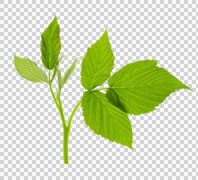 Raspberry leaf. branches with leaves on transparent, png. organic natural h.. Stock Photos