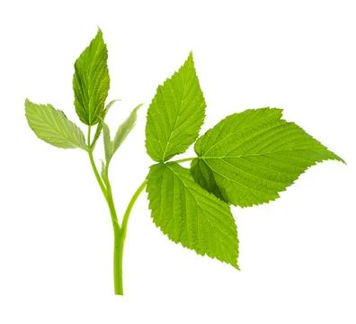 Raspberry leaf. branches with leaves on transparent, png. organic natural h.. 写真素材