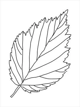 Raspberry leaf in the doodle style Stock Illustration