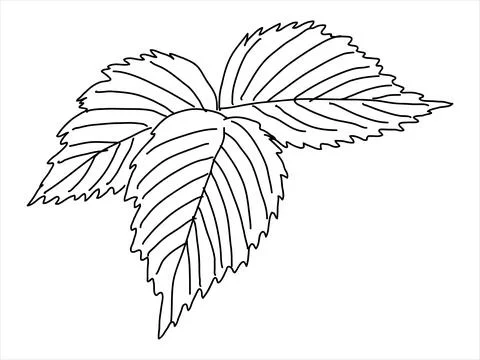 Raspberry leaf in the doodle style Stock Illustration