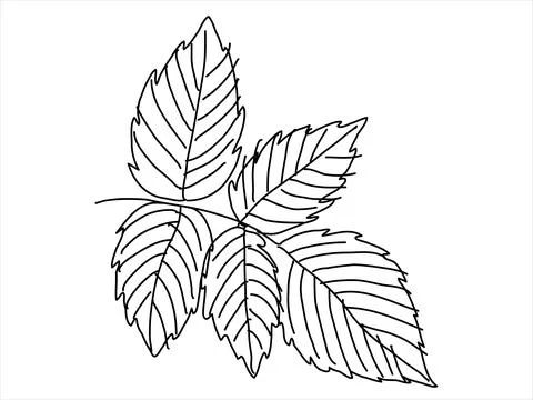 Raspberry leaf in the doodle style Illustrazione stock