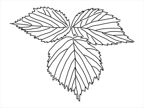 Raspberry leaf in the doodle style Stock Illustration