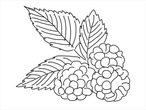 Raspberry leaf in the doodle style Stock Illustration