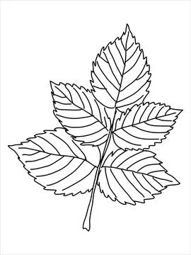Raspberry leaf in the doodle style Stock Illustration